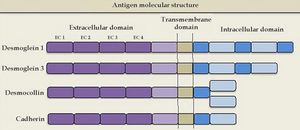 The molecular structure of the pemphigus antigens comprises the extracellular region (EC), with four calcium-dependent cadherin repeats Source adapted from: Bolognia et al., 2018.9