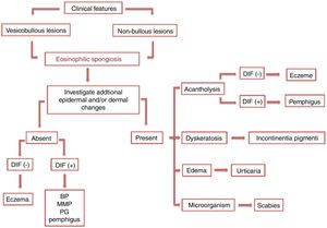 Diagnostic management of eosinophilic spongiosis. DIF, direct immunofluorescence; (−), negative; (+), positive; BP, bullous pemphigoid; MMP, mucous membrane pemphigoid; PG, pemphigoid gestationis.