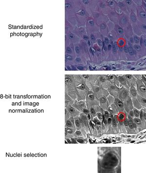 Representative scheme of image preparation and nuclei selection.