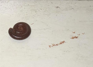 Millipede after curling.