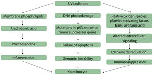 Mechanisms involved in actinic keratoses pathogenesis. Adapted from: Berman B, Cockerell CJ. Pathobiology of actinic keratosis: ultraviolet-dependent keratinocyte proliferation. Berman B, et al. (2013).8