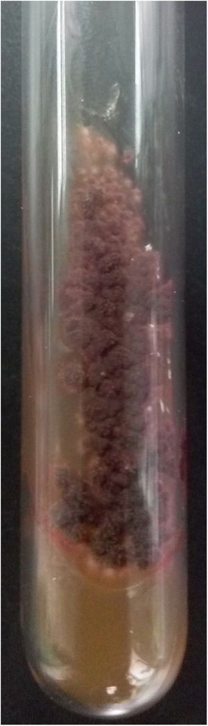 Lush purple colony developed after inoculating the scales in SDA medium at 28°C for 30 days.