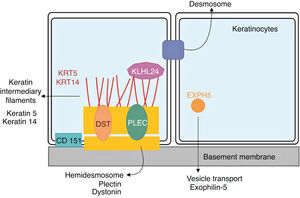 Schematic representation of the complexes and proteins associated with the different subtypes of epidermolysis bullosa simplex (EBS). Changes in structural components of hemidesmosomes, intermediate keratin filaments, and cell vesicle transport support the spectrum of EBS phenotypes. Only proteins associated with EBS are shown in the figure.