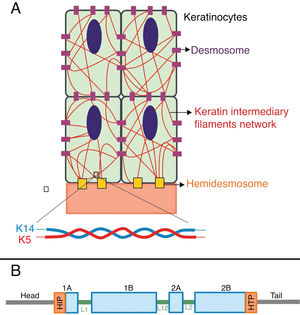 (A) Schematic representation of the keratin intermediate filament network. The keratin filaments connect to the hemidesmosomes to ensure attachment to the underlying basement membrane and to the desmosomes to ensure cell-cell contact in the keratinocytes. A representation of the molecular configuration of the K5/K14 heterodimer, the smallest subunit that forms the intermediate filaments, is shown at the bottom of figure A. (B) Organization of keratin domains. Keratins have a central α-helix rod domain containing four segments (1A ‒ B, 2A ‒ B), which are interrupted by three binding domains (L1, L12, and L2). The rod domain has highly conserved motifs (HIP and HTP) at its ends, often associated with the most severe cases of severe EBS. Variants in the binding domains are generally associated with localized EBS, while in the intermediate form of the disease the variants involved tend to be distributed across segments of the rod domain.