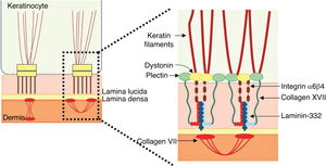 Schematic representation of the main structures involved in the adhesion of the skin layers. The main proteins associated with junctional epidermolysis bullosa ( to the right of the figure) interact in order to allow the connection of the keratin intermediate filaments to the anchoring fibrils (formed by type VII collagen) in the dermis.