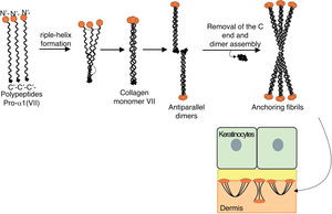 Schematic representation of the assembly of the anchoring fibrils from pro-a1 (VII) collagen polypeptides. Three formed polypeptides are associated through their C-terminal ends, while their collagenous domains fold into a triple helix conformation. Thereafter, type VII collagen monomers in triple helix form antiparallel dimers, which unite after part of the C-terminal end is removed. The different dimer molecules join laterally to form anchoring fibrils. The N-terminal domains of the anchoring fibrils are bound by homology to the macromolecules in the lamina densa, stabilizing its adhesion with the underlying dermis.