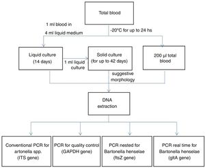 Flowchart of the procedures performed.