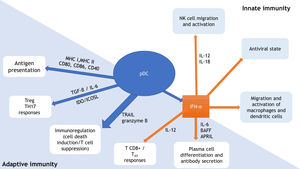 Plasmacytoid dendritic cells (pDCs): relevant link between innate and adaptive immunity. Adapted from Mitchell et al., 2018 and Swiecki et al., 2015.9,10 pDC, plasmacytoid dendritic cell; MHC, major histocompatibility complex; CD, cluster of differentiation; Treg, T-regulatory lymphocyte; TH, T-helper lymphocyte; TGF-β, transforming growth factor beta; IL, interleukin; IDO, indoleamine-2,3-dioxygenase; ICOSL, inducible costimulator ligand; TRAIL, tumor necrosis factor-related apoptosis-inducing ligand; IFN-α, interferon alpha; BAFF, B cell-activating factor of the TNF family; APRIL, a proliferation-inducing ligand; NK, natural killer.