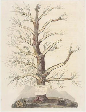 Jean-Louis Alibert's Tree of Dermatoses. Source: Collection le Musée de L'hôpital St Louis.54
