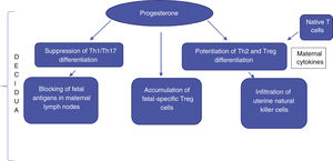 Suppression of cytotoxicity and the state of immunomodulation at the maternal-fetal interface.