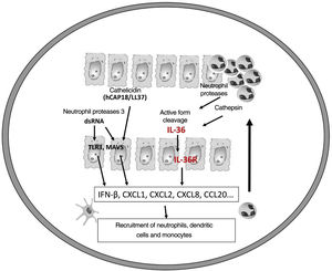 Pathogenesis of pustular psoriasis and activation of the IL-36 pathway.