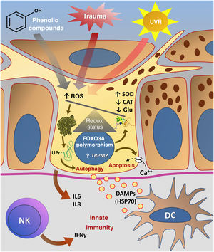 Representation of Oxidative Stress (OS) and activation of innate immunity in vitiligo. The effects of ultraviolet radiation (UVR), phenolic compounds and trauma (Köbner) increase the production of reactive oxygen species (ROS). In parallel, genetic predisposition (such as mutations in the FOXO3A gene) lead to the inefficiency of antioxidant mechanisms, observed by an increase in the superoxide dismutase (SOD) enzyme, reduction in catalase (CAT) and glutathione (Glu), causing an imbalance in the redox status. OS also causes an accumulation of defective proteins in the endoplasmic reticulum, resulting in a phenomenon called the response to unfolded proteins (UPr), contributing to the process of autophagy leading to the production of proinflammatory interleukins (IL6 and IL8). The increased expression of TRPM2 (transient receptor potential cation channel subfamily M member 2), also induced by OS, promotes an influx of calcium into the melanocyte, culminating in its apoptosis. The OS promotes the release of DAMPs (damage-associated molecular patterns), especially HSP70, which initiate the innate response from the activation of dendritic cells (DC) and the participation of NK cells (natural killer) – Source: the authors.