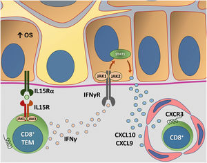 Representation of Interleukin (IL)-15 transpresentation in keratinocytes induced by oxidative stress (OS) and the interaction of interferon gamma (IFNγ) with the Janus kinase/signal transducers and transcription activators (JAK/STAT) pathway. The OS promotes the transpresentation of I-15 in keratinocytes through the binding of IL-15 to the heterodimeric IL-15 receptor (IL15R) on memory CD8 + T lymphocytes, consisting of CD122 and CD132, and to the I-15α receptor (IL15Rα) on keratinocytes (CD215). This process potentiates the activation of memory CD8 + T Cells and the production of inflammatory cytokines, such as IFNy, via JAK/STAT signaling (JAK1-STAT3 and JAK3-STAT5). The IFNγ/STAT1/CXCL10 axis conducts the autoimmune destruction of melanocytes. IFNγ signals through the IFNγ receptor (IFNγR) to stimulate JAK1/JAK2 and activate STAT1. The activation induces the production of CXCL9 and CXCL10, which signals through the CXCR3 receptor for the recruitment of more autoreactive CD8+ T cells – Source: the authors.