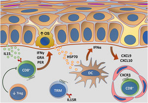 Representation of alterations related to adaptive immunity in vitiligo. Melanocytes affected by oxidative stress (OS) trigger the activation of innate immunity through the secretion of exosomes, which contain damage-associated molecular patterns (DAMPs), especially heat shock protein 70 (HSP70). HSP70 stimulates the secretion of IFNα by dendritic cells in the initial phase of disease progression, which induces the production of chemokines CXCL9 and CXCL10 by keratinocytes and the recruitment of T-cells expressing the CXCR3 receptor. CXCL10 has an effector action, while CXCL9 acts on the global recruitment of autoreactive CD8+ T-cells. Effector CD8+ T-cells are responsible for the destruction of melanocytes through the production of interferon gamma (IFNγ), release of granzymes and perforins, facilitated by T- regulatory (Treg) cell dysfunction. CD8+ tissue-resident memory T cells (TRM) develop after the onset of the T-cell-mediated immune response and are implicated in disease maintenance, being retained in the tissue due to IL15 transpresentation by keratinocytes – Source: the authors.