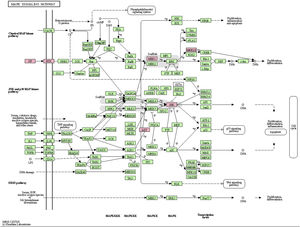 MAPK Signaling Pathway.