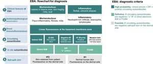 Diagnostic criteria for epidermolysis bullosa acquisita (EBA).8 DIF, Direct Immunofluorescence; IIF, Indirect Immunofluorescence; NC, non-collagenous domain; IEM, immuno-electron microscopy; FOAM, Fluorescence Overlay Antigen Mapping. The flowchart for the diagnosis of EBA is based on the correlation between the dermatological examination and the results of complementary studies since there is no single clinical or laboratory finding that can allow diagnostic confirmation. Currently, it is suggested to consider EBA as a diagnostic hypothesis in cases with skin fragility, scar formation, and milia (mechanobullous form) or urticarial plaques with bullae (inflammatory form). The clinical picture correlates with the anatomopathological findings: the mechanobullous form shows a pauci-inflammatory subepidermal cleavage, whereas in the inflammatory form a neutrophil-rich- dermo-epidermal bullous dermatosis can be observed. The autoimmune nature of the disease can be confirmed by direct immunofluorescence, which allows the detection of immune complex deposits, mainly IgG, followed by C3, IgA, and IgM. Moreover, the screening for circulating autoantibodies can be performed using different diagnostic methods such as indirect immuno-electron microscopy, ELISA, indirect immunofluorescence (normal stratified squamous epithelium substrate or biochip), and Western blot. When the previously mentioned tests are negative or inconclusive, in situ autoantibody screening can be performed by direct immuno-electron microscopy, direct immunofluorescence serrated pattern, or fluorescent overlay antigen mapping (FOAM). However, as these techniques are more available for research purposes, direct or indirect immunofluorescence with the salt-split skin technique is commonly used in clinical practice to demonstrate immune complex deposits on the dermal side of the cleavage, where collagen VII is located.