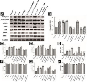Expression of various fibrosis-related and signaling pathway-related proteins in functional activated DVSMCs were detected by Western blot. A, Immunoreactive bands of Western blot of various proteins. IL-9 and IL-17 play a synergistic role in promoting the expression of various proteins in DVSMCs, which is inhibited by Tanshinone IIA. (B–H) Western blot data of collagen I, collagen III, α-SMA, P-P38, P-ERK, and ERK are represented as graphs.
