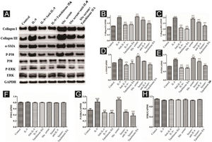 Expression of various fibrosis-related and signaling pathway-related proteins in functionally-activated DVSMCs were detected by Western blot. A, mmunoreactive bands of Western blot of various proteins. IL-9 promotes the expression of various proteins in DVSMCs, which is inhibited by Tanshinone IIA. (B–H) Western blot data of collagen I, collagen III, α-SMA, P-P38, P-ERK, and ERK are represented as statistical graphs.