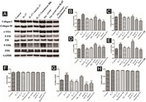 Expression of various fibrosis-related and signaling pathway-related proteins in functionally-activated DVSMCs were detected by Western blot. A, Immunoreactive bands of Western blot of various proteins. IL-17 promotes the expression of various proteins in DVSMCs, which is inhibited by Tanshinone IIA. (B–H) Western blot results of collagen I, collagen III, α-SMA, P-P38, P-ERK, and ERK are expressed in the form of statistical graphs.