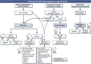 Flowchart for the laboratory diagnosis of human sporotrichosis, with estimated time for the processing of each method. GMS (Gomori-Grocott silver methenamine); CMA (cornmeal agar); 