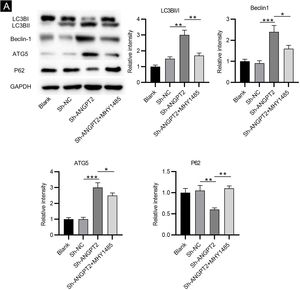 The effects of ANGPT2 knockdown on the autophagy in HSFs. (A) Western blotting was performed to evaluate levels of autophagy-related LC3B Ⅰ, LC3B ⅠⅠ, Beclin-1, ATG5 and P62 proteins in HSFs transfected with sh-NC, sh-ANGPT2, or sh-ANGPT2+MHY1485. *p < 0.05, **p < 0.01, ***p < 0.001.