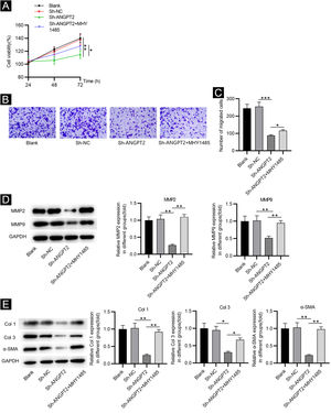 The effects of ANGPT2 knockdown on the proliferation and migration of HSFs as well as ECM accumulation. (A) CCK-8 assay was conducted to examine the proliferation of HSFs in Blank, sh-NC, sh-ANGPT2, and sh-ANGPT2+MHY1485 groups. (B‒C) Transwell assay was applied to assess the migration of HSFs in the above four groups. (D) Levels of migration-related proteins in the above four groups were measured by western blotting. (E) Western blotting was carried out to evaluate the expression of ECM-related proteins in the above four groups. *p < 0.05, **p < 0.01, ***p < 0.001.