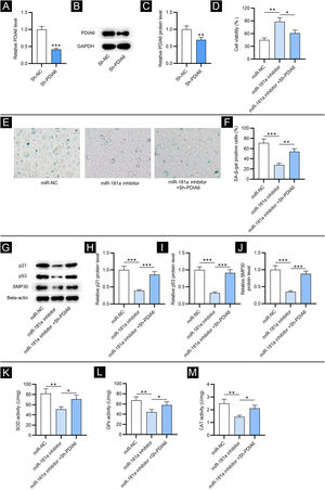 PDIA6 knockdown reverses miR-181a inhibitor-mediated suppressive impact on cellular senescence and oxidative stress. (A) RT-qPCR analysis of PDIA6 expression in sh-PDIA6-transfected HFF. (B‒C) Western blotting of PDIA6 protein expression in transfected HFF. (D) CCK-8 assay for evaluating the viability of HFF with transfection of miR-181a inhibitor, miR-181a inhibitor + sh-PDIA6 or miR-NC. (E‒F) SA-β-gal staining for assessing the percentage of SA-β-gal positive cells of HFF with above transfection. Cell pictures were imaged at 50× magnification. (G‒J) Western blotting for detecting concentration of senescence markers in HFF with above transfection. (K‒M) Measurement of the activities of SOD, GPx and CAT in HFF transfected with miR-181a inhibitor, miR-181a inhibitor + sh-PDIA6 or miR-NC. *p < 0.05, **p < 0.01, ***p < 0.001.