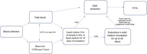 Flowchart of the procedures performed.