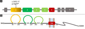 (A‒B) Domain architecture of Nectin-4 showing three extracellular Ig-like domains in yellow and green color respectively while transmembrane region in shown in red color. The numbers denote the amino acids located at the boundaries of each domain