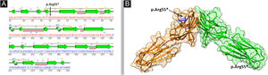 (A) Secondary structure of Nectin-4 D1-D2 domain. (B) 3D structure of Nectin-4 dimer in the range of 32‒243 amino acid. Two subunits of dimer are represented in orange and green ribbon with Arg55 shown in blue stick model