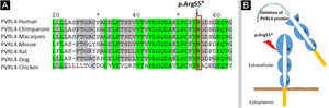 (A) Sequence alignment showing conservation of Arg55 among seven species. (B) Schematic model representing deletion of Nectin-4 protein functional domains upon Arg55* variant