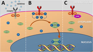 Schematic representation of the (canonical) JAK-STAT signaling pathway. (A) Several cytokines and growth factors present in the extracellular environment depend on transmembrane receptors to initiate the process of cell signaling and nuclear transcription of the genes associated with each pathway. (B) Cytokine coupling with the extracellular domain of the transmembrane receptor leads to a change in its conformation and phosphorylation of JAK dimers, located in the intracellular domain of the receptor, that transphosphorylate their terminal tyrosine residues. This process induces the dimerization and phosphorylation of inactive STAT units that migrate to the nucleus and mediate the transcription of genes related to the specific cytokine pathway. (C) Inhibitors of the JAK-STAT (JAKi) signaling pathway prevent JAK phosphorylation by disrupting cytokine or growth factor nuclear signaling. Source: the authors
