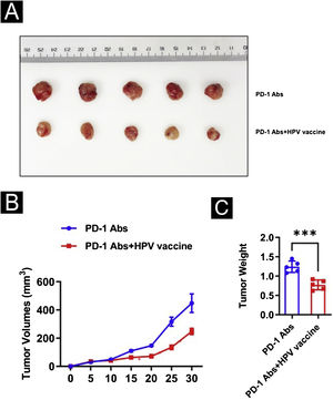 Impact of HPV vaccine combined with PD-1 monoclonal antibody for cSCC. (A) Tumor picture; (B) Volume change; (C) Weight change. ***p < 0.001.