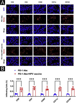 Effect of HPV vaccine combined with PD-1 monoclonal antibody on immunofluorescence in mice. (A) Immunofluorescence observation of immune microenvironment differences (CD8, CD4, NK, DC, Macrophage). (B) Image J statistical analysis of the percentage of positive immune cells. ***p < 0.001.