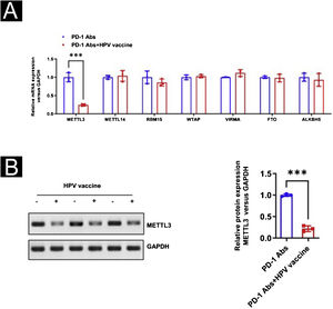 Selection of targets with aberrant m6A expression. (A) Real-time PCR to screen the expression of m6A-related methylesterase and demethylase in tumor tissues; (B) Western Blot to verify the difference of METTL3 expression. ***p < 0.001.