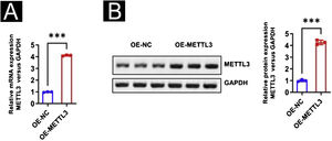 Identification of METTL3 overexpression. (A‒B) Real-time PCR and Western Blot verified the efficiency of METTL3 overexpression. ***p < 0.001.
