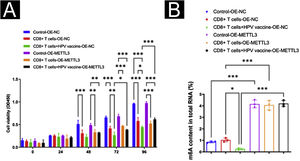 Mechanisms of HPV-enhanced susceptibility to SCC immunotherapy. (A) CCK8 assay revealed that HPV vaccine significantly promoted the suppressive effect of CD8+T cells on A431 cells, while METTL3 overexpression attenuated the suppressive effect of HPV vaccine treatment on A431 cells by CD8+T cells; (B) m6A assay revealed that HPV vaccine significantly reduced the total m6A content in the high CD8+T cells + A431 cells co-culture system, while METTL3 knockdown significantly abolished this effect. *p < 0.05, **p < 0.01, ***p < 0.001.