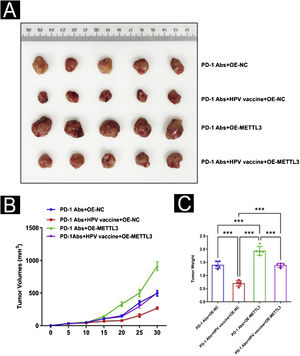 Animal-level validation of METTL3 overexpression abolishing HPV vaccine to enhance the sensitivity of cSCC mice treated with PD-1 monoclonal antibody. (A) Tumor picture; (B) volume change; (C) weight change. ***p < 0.001.