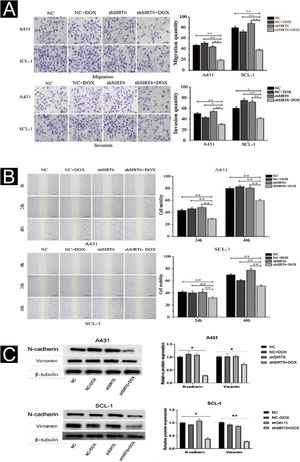 Inhibition of CSCC Cell Migration and Invasion by SIRT6 knockdown. (A) Transwell assay results and statistical analysis representing the effects of SIRT6 on cell migration and invasion in A431 and SCL-1 cells. Comparison of the number of migrated and invaded cells in the SIRT6 + DOX, NC, NC + DOX groups, and shSIRT6 control group. (B) Scratch assay results and statistical analysis demonstrating the effects of SIRT6 on cell migration rate in A431 and SCL-1 cells. Comparison of the migration rate at 24 h and 48 h in the SIRT6 + DOX, NC, NC + DOX groups, and shSIRT6 group. (C) Western blot analysis results and statistical analysis depicting the effects of SIRT6 on the expression of Epithelial-Mesenchymal Transition (EMT) markers in CSCC cells. Comparison of the expression levels of the mesenchymal markers N-cadherin and vimentin in A431 and SCL-1 cells. Note: *p < 0.05, **p < 0.01.