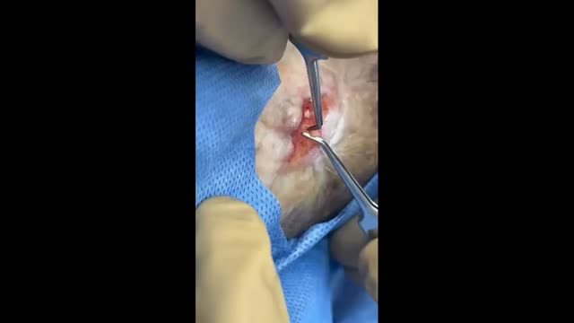 https://ars.els-cdn.com/content/image/1-s2.0-S0365059624000333-mmc7.mp4