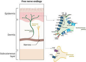 Pruritus receptors (PNS) in the epidermis and dermis. There are at least 3 subsets of pruriceptors expressing dedicated pruritogen receptors. These neurons are generally subdivided into NP1, NP2, and NP3 neurons based on their expression patterns. Cation channels transient receptor potential vanilloid subtype 1 and/or transient receptor potential ankyrin1 and NaV1.7 and NaV1.8, respectively, are required for downstream signaling of the itch receptors and are consistently expressed across subsets of these neurons (nonhistaminergic pathway). Histaminergic itch results from the direct action of the pruritogen histamine on its receptor (H1R) and (H4R) on sensory nerves to transmit itch signals. Although the H1R is coexpressed with other pruritogen receptors on pruriceptors, its utility as an itch therapeutic target is limited to certain inflammatory itch diseases as such as urticaria. Abbreviations: 5-HTR, serotonin receptor; CB1/2, cannabinoid receptor type 1 and 2; ETA, endothelin A receptor; H1/4R, histamine receptor type 1 and 4; IL31R, interleukin 31 receptor; IL4R, interleukin 4 receptor; KOR, kappa opioid receptor; LTR, leukotrienes receptor; M3, muscarinic acetylcholine receptor 3; MOR, mu opioid receptor; Nav1.7/1.8,voltage-gated sodium channel; NK1R, neurokinin 1 receptor; OSMRβ, oncostatin M receptor beta; P, phosphate; PAR2/4, protease-activated receptor type 2 and 4; TNFR, tumor necrosis factor receptor; TrkA, tropomyosin receptor kinase A; TRPA1, transient receptor ankyrin 1; TRPV1, transient receptor potential vanilloid 1;TSLPR, thymic stromal lymphopoietin receptor. Image partially created using BioRender®.