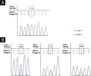 New allele for TP0705 and three heterozygous peaks for TP0136, TP0548 and TP0705 loci. (A) Chromatogram of sample 25 shown the new allele variant called here of 11, characterized by an SNV at position 270 (C→T) using the allele 3 (most similar sequence) as reference. (B) Chromatograms of three samples showed heterozygous peak for TP0136 locus at position 154 (C and T), TP0548 at position 14 (G and A) and TP0705 at position 265 (G and A). The alleles used as reference are the most similar sequence observed in PubMLST database.