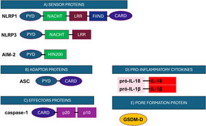 Representation of the structure of the main components of the inflammasome. (A) Initiator proteins comprise cytosolic receptors; (B) ASC adaptor protein; (C) Caspase-1 effector protein; (D) Inflammatory cytokines and (E) GSDM-D pore-forming protein. NLRP, NACHT, LRR and PYD domains-containing protein; CARD, caspase recruitment domain; NACHT, Nucleotide-Biding Oligomerization Domain: Nucleotide-Binding Oligomerization Domain; LRR, Leucine-Rich Repeats; PYD, pyrin domain; HIN200, interferon-induced proteins; FIIND, function-to-find domain. Figure generated with BioRender.