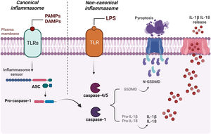 Schematic representation of canonical and non-canonical inflammasome activation. The formation of the inflammasome via the canonical pathway occurs when PAMPs, DAMPs or other cytosolic disturbances are detected, resulting in the recruitment and activation of caspase-1, either directly or through the recruitment of the adaptor protein ASC. Caspase-1 initiates the process of maturation of pro-IL-1β and pro-IL-18 into their active forms, in addition to cleaving GSDM-D. This, in turn, interacts with the plasma membrane, creating pores and resulting in the release of intracellular content, including the inflammatory cytokines IL-1β and IL-18. Activation of the non-canonical inflammasome begins with the detection of cytosolic LPS by caspase-4/caspase-5 (or pro-caspase-11 in mice), triggering the cleavage of GSDM-D and subsequent pyroptosis. Figure generated with BioRender.