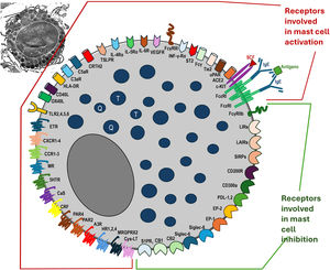 Mast cells and their receptors that stimulate activation, degranulation via IgE-dependent and non-IgE-dependent pathways, synthesis of newly formed mediators, and receptors that suppress mast cell activation. Top left, a still-intact mast cell in the non-urticaria skin of a patient with hives, under transmission electron microscopy (×10,000 magnification). T, Tryptase; C, Chymase.