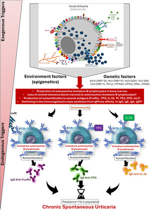 Main epigenetic and genetic mechanisms involved in acute urticaria in its evolution to chronic spontaneous urticaria.
