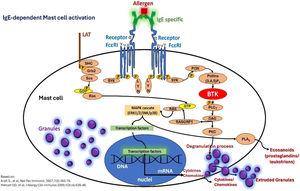 Mast cell activation and degranulation to external antigens in IgE-mediated reactions outside the context of chronic spontaneous urticaria: IgE specific to a given allergen, binding to contiguous FcεRI receptors on the mast cell membrane, and intracellular signaling events mediated by Bruton