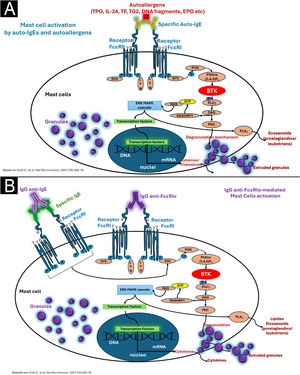 (A) Type I autoimmunity mechanism (autoallergy), with the participation of IgE alloantibodies against circulating autoantigens. (B) Mechanism IIb (autoimmunity) mediated by the presence of IgG autoantibodies, possibly IgM and IgA, against the alpha subunit of the high-affinity IgE receptor (FcɛRIα) on mast cells and basophils, or against the patient