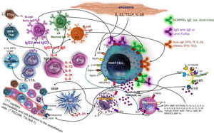 Main inflammatory interactions between mast cells and different cell elements in chronic spontaneous urticaria.