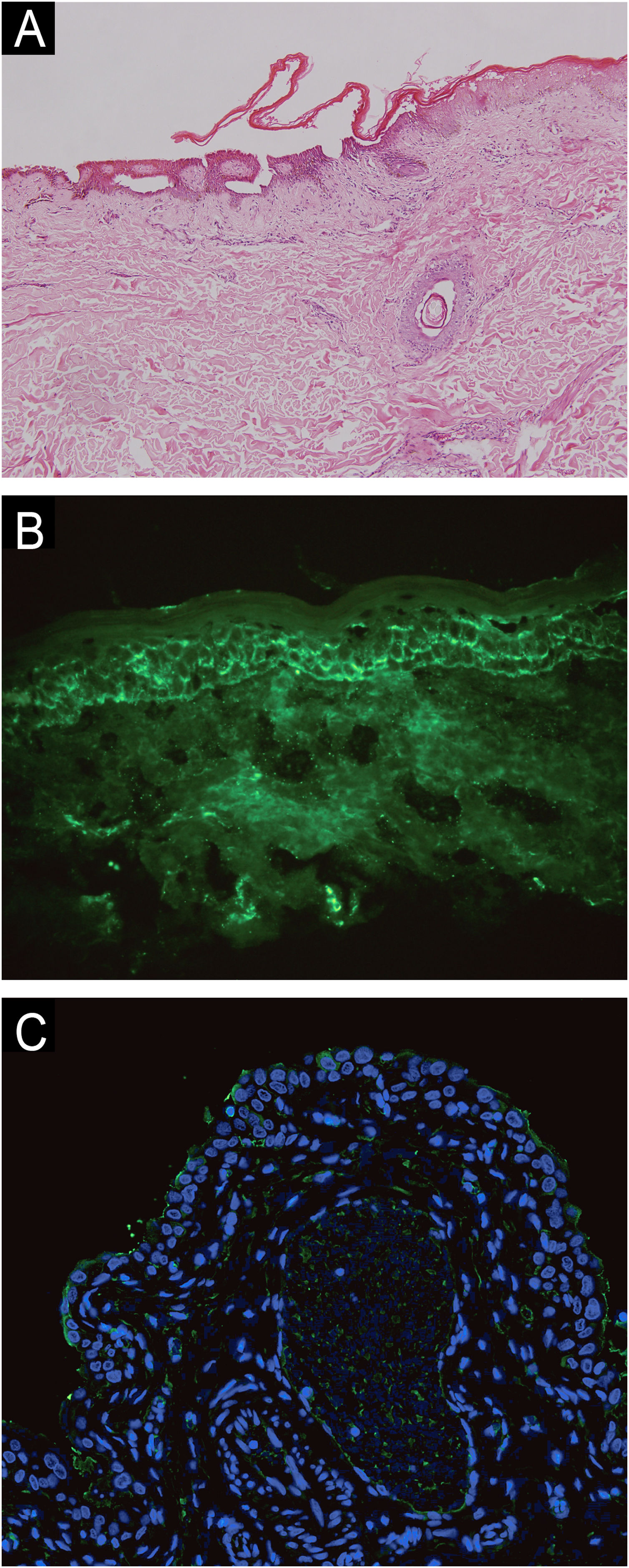 fig0005
